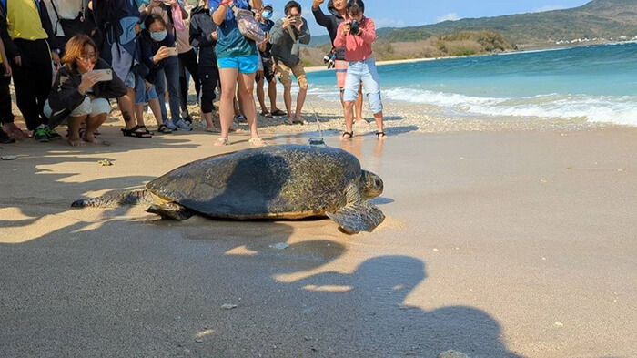 回「龜」大海 屏縣府攜手相關單位野放救傷海龜 同時呼籲重視環境保育 共同維護海龜生存環境