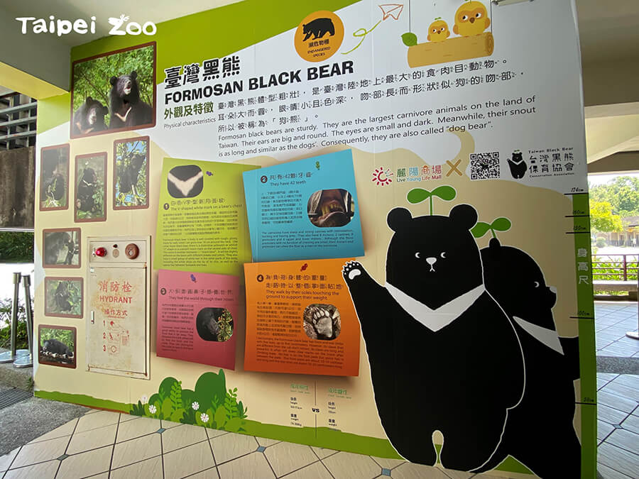 「熊讚」出沒注意！7月12日動物園邀您為臺灣黑熊保育站出來