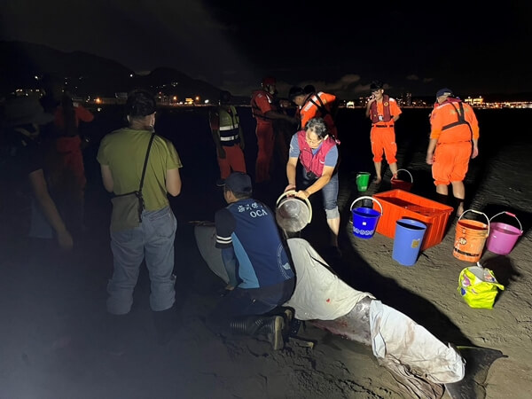 八里又見鯨豚擱淺　　新北動保處協同救援團隊搶救