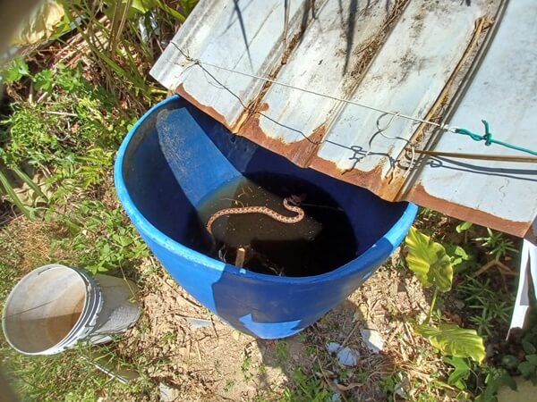 菜園蓄水桶龜殼花出沒，新北　動保處　獸醫俐落捕蛇 