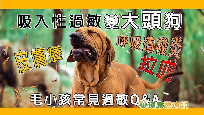 【寵物專輯】吸入性過敏變大頭狗！　毛小孩常見過敏Ｑ＆Ａ