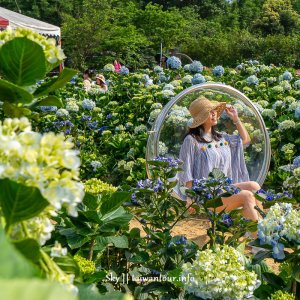【高家繡球花.萬里第三園區】新北景點推薦怎麼去.地址.交通