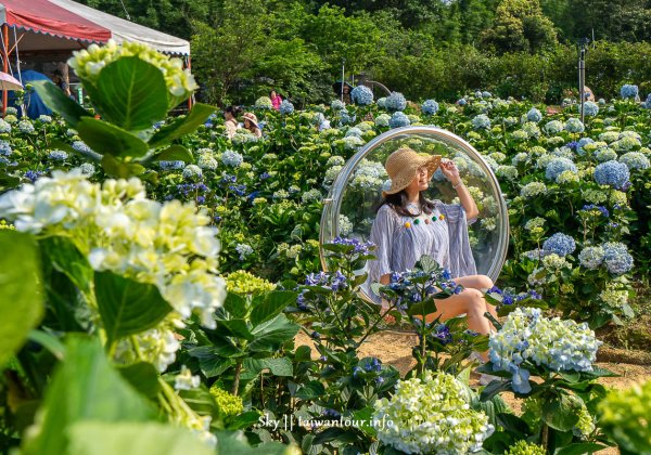 【高家繡球花.萬里第三園區】新北景點推薦怎麼去.地址.交通