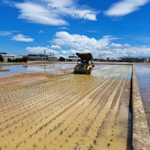 台肥開發液態型緩釋肥  台灣精準農業注入全新動能