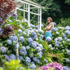 【大梯田花卉生態農場】竹子湖繡球花海.約會景點推薦