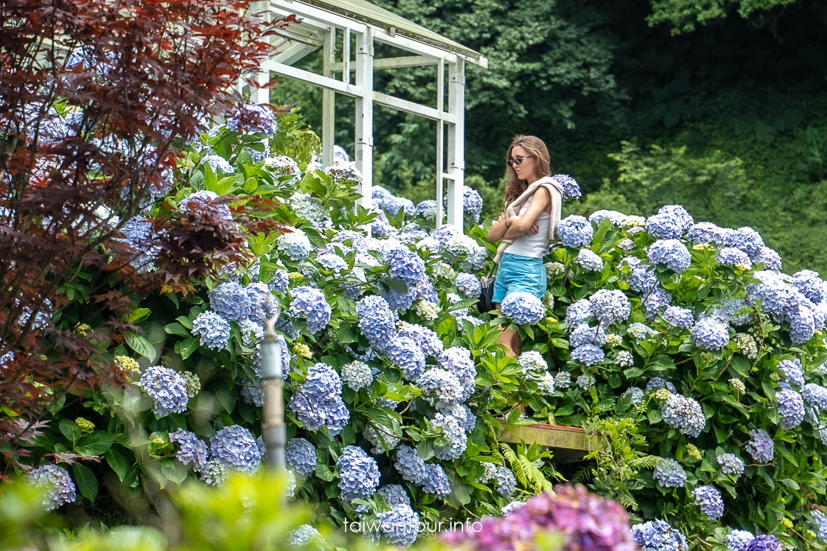 【大梯田花卉生態農場】竹子湖繡球花海.約會景點推薦 【大梯田花卉生態農場】竹子湖繡球花海.約會景點推薦