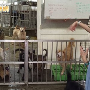 動物也需要長照：昱苗盒攜手善心企業呼籲關注動物長期照護議題