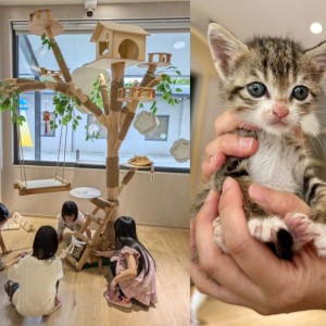 新手貓奴看過來！獸醫師提醒養貓前5個關鍵準備