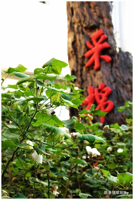 南投景點推薦-竹山鎮棉被工廠【采棉居寢飾文化觀光工廠】 南投景點推薦-竹山鎮棉被工廠【采棉居寢飾文化觀光工廠】