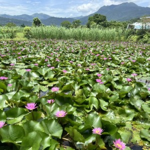 蓮花盛開 金山六三農再社區蓮花遊程開放報名