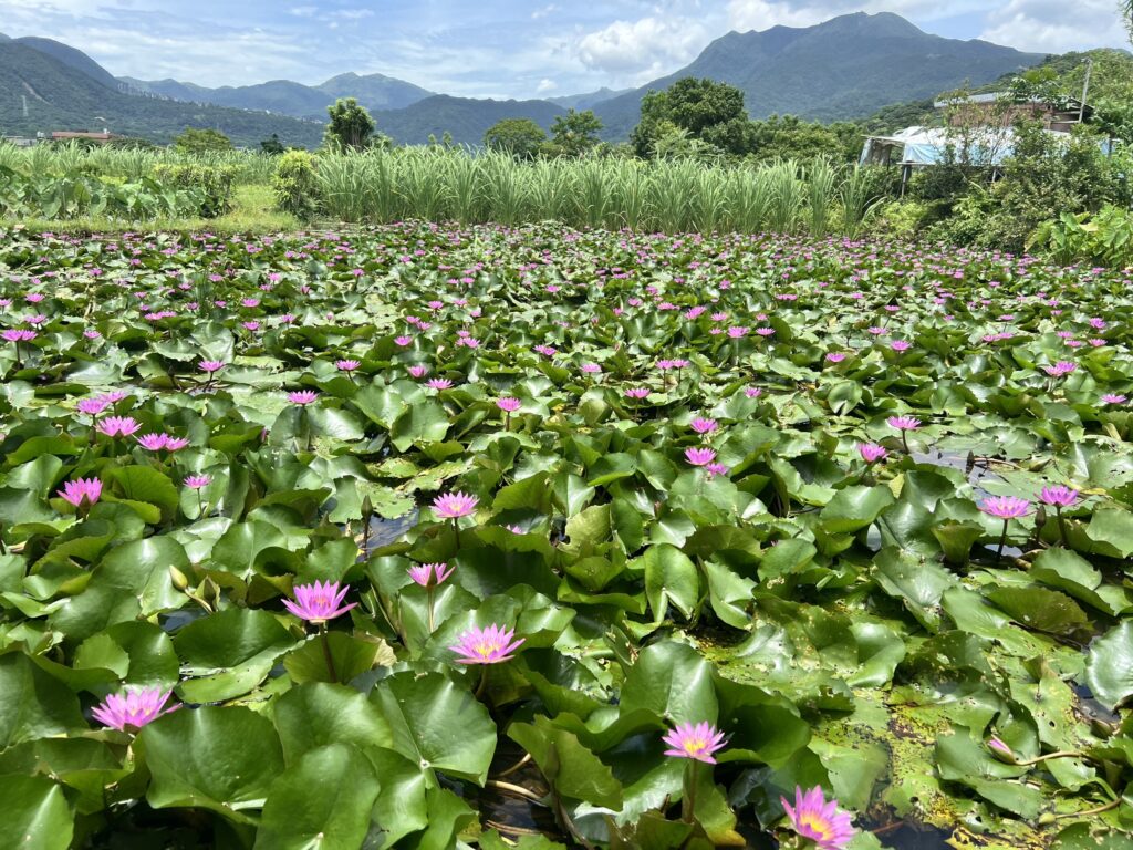 蓮花盛開 金山六三農再社區蓮花遊程開放報名 蓮花盛開 金山六三農再社區蓮花遊程開放報名