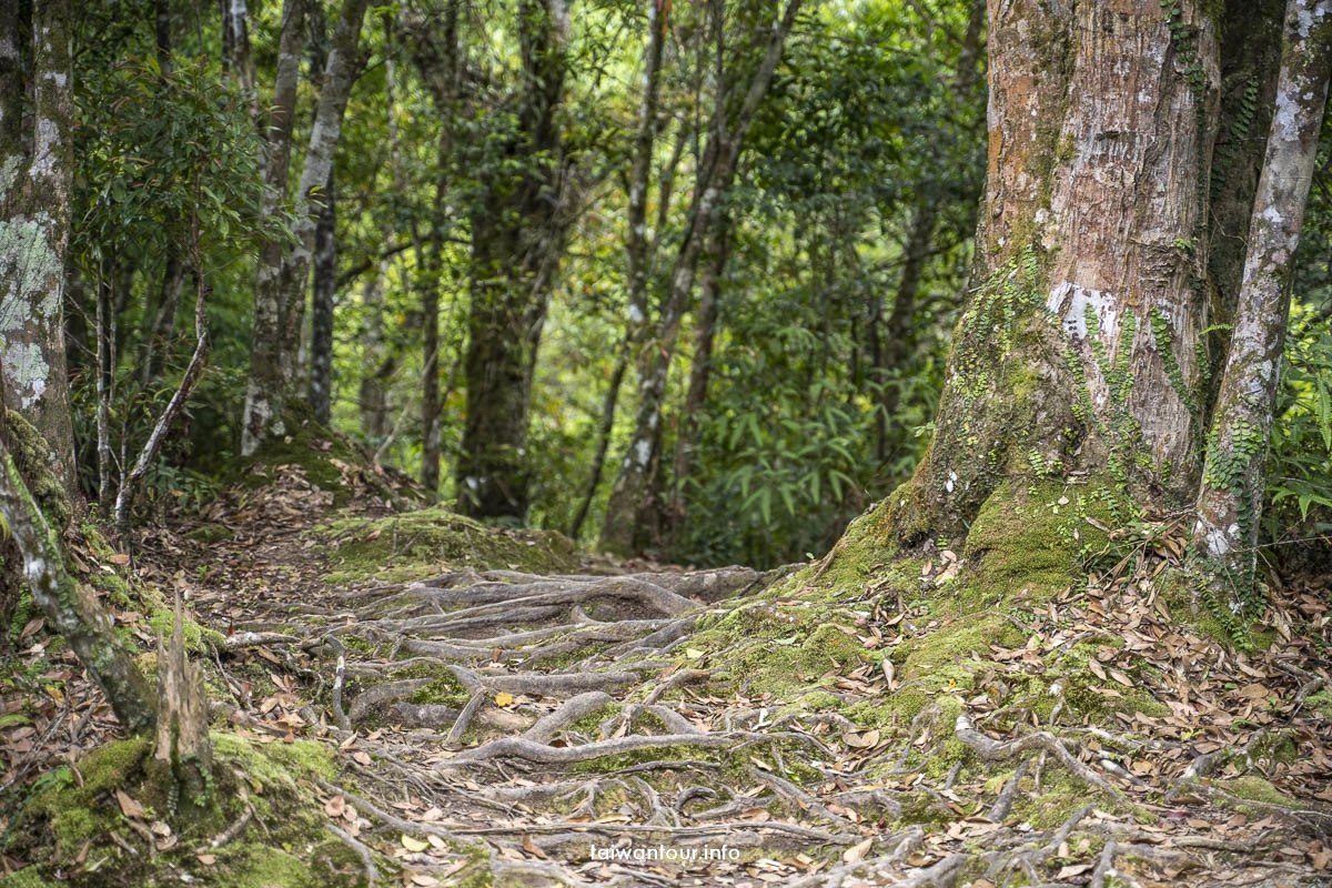 【金瓜寮魚蕨步道.蕨類步道】新北坪林親子玩水景點