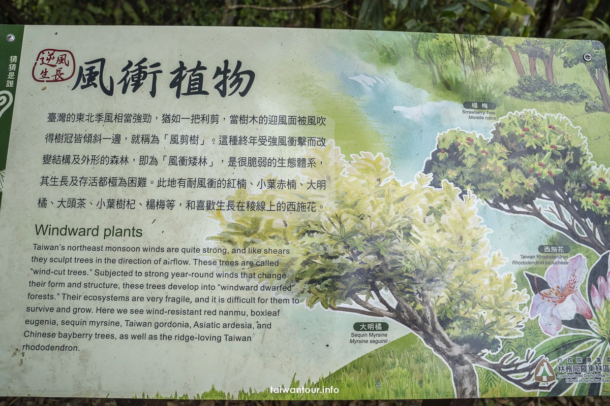 【金瓜寮魚蕨步道.蕨類步道】新北坪林親子玩水景點 【金瓜寮魚蕨步道.蕨類步道】新北坪林親子玩水景點