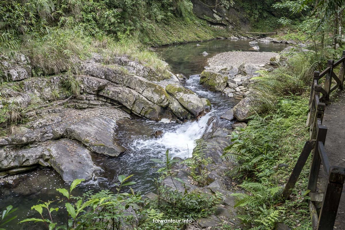 【金瓜寮魚蕨步道.蕨類步道】新北坪林親子玩水景點