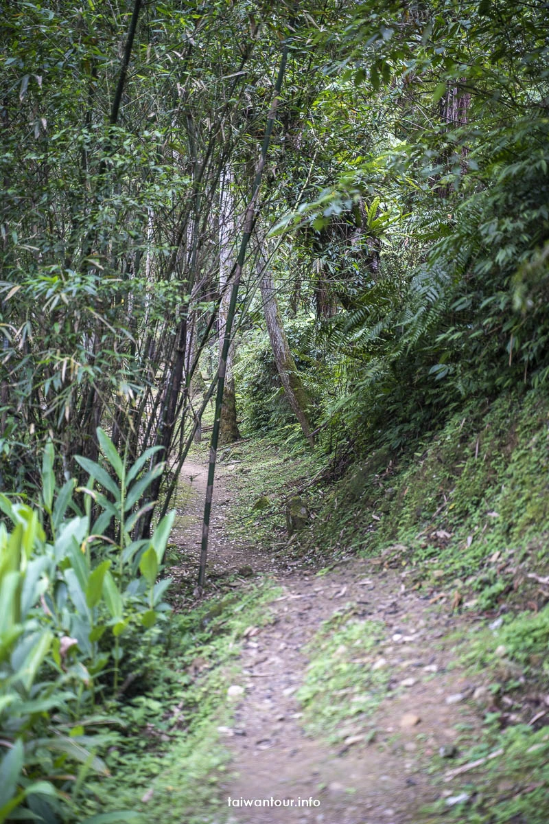 【金瓜寮魚蕨步道.蕨類步道】新北坪林親子玩水景點 【金瓜寮魚蕨步道.蕨類步道】新北坪林親子玩水景點