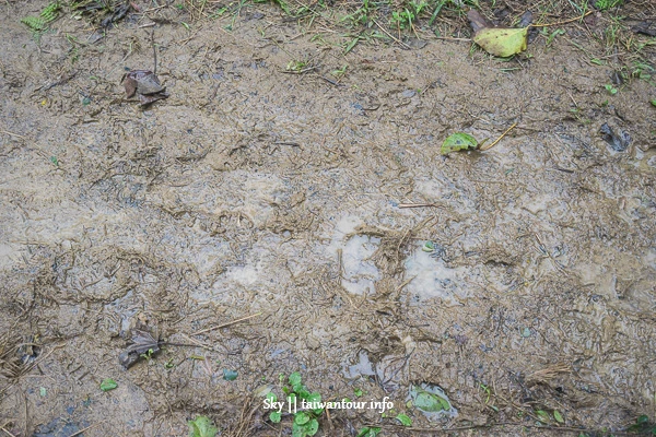 【石門山】桃園景點推薦龍潭觀音登山步道小百岳 【石門山】桃園景點推薦龍潭觀音登山步道小百岳