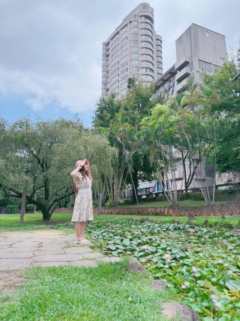 荷與、睡蓮北投公園一次看　為夏荷帶來一片嶄新風貌