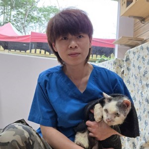 新北市動保處救援平溪老貓，截肢抗病重生勇敢走進幸福新家