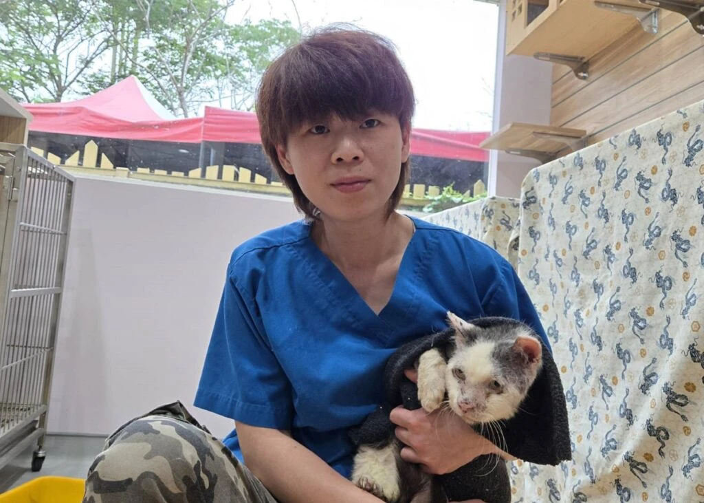 新北市動保處救援平溪老貓，截肢抗病重生勇敢走進幸福新家
