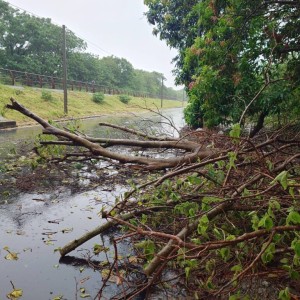 丹娜絲颱風災後  中市府跨局處動員全力恢復市容