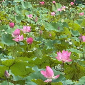 荷花綻放 新北山佳荷花池打造最美夏日打卡熱點