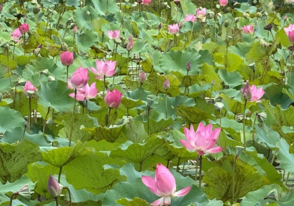 荷花綻放 新北山佳荷花池打造最美夏日打卡熱點