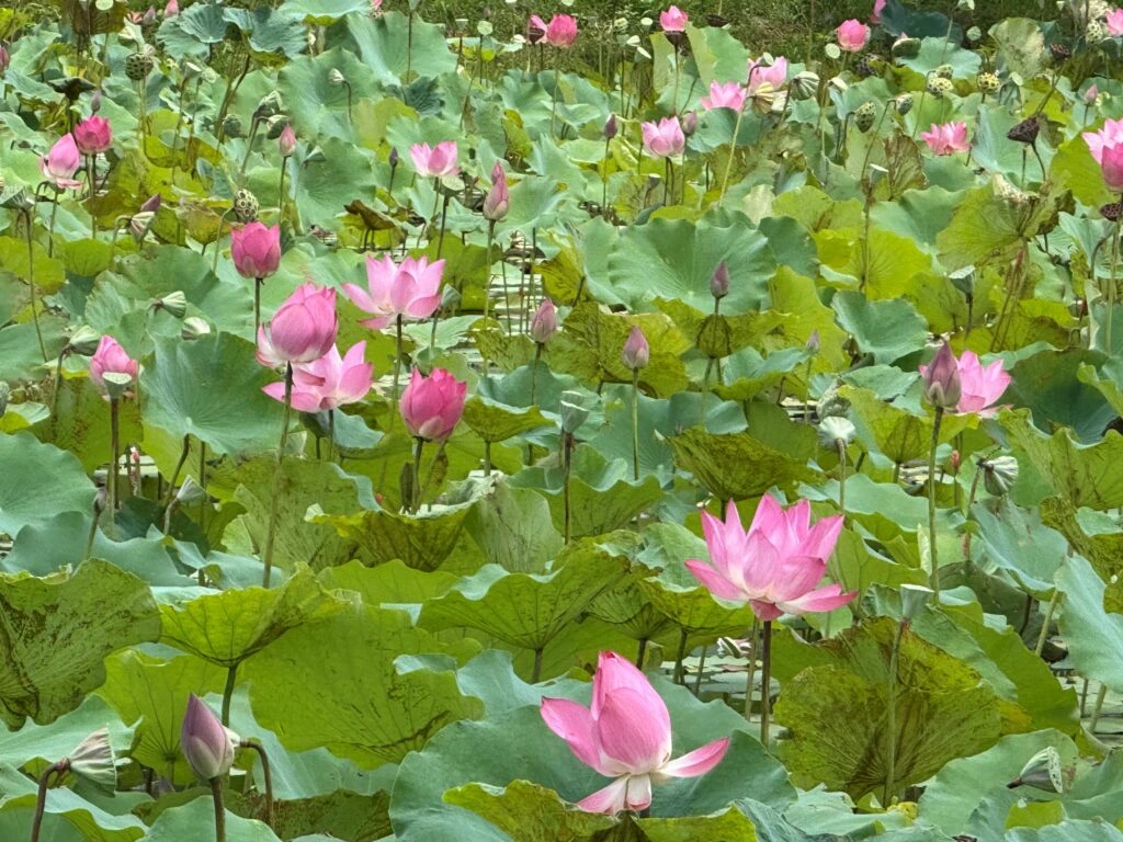 荷花綻放 新北山佳荷花池打造最美夏日打卡熱點