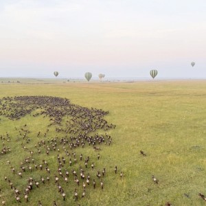 非洲旅遊行程推薦  佳繽旅遊打造無可取代的頂級「動物大遷徙」體驗