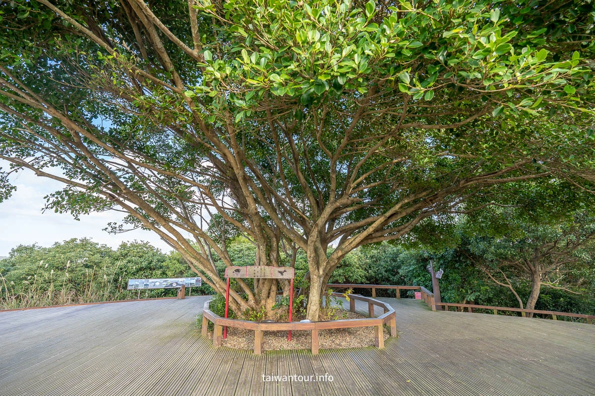 【五酒桶山步道】桃園親子景點推薦.交通.地圖