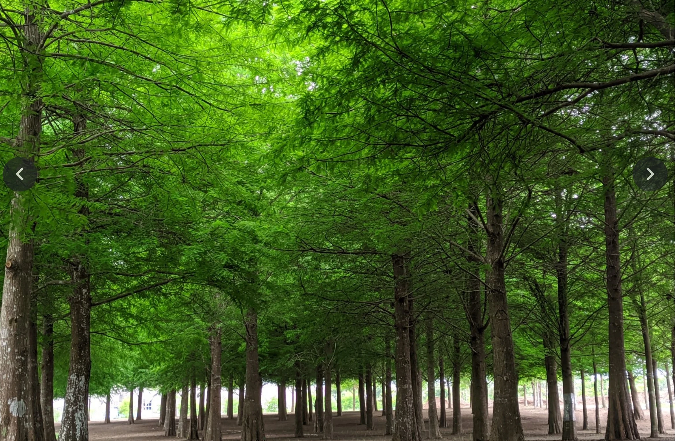 【星巴克花蓮理想門市】花蓮壽豐童話咖啡館景點 【星巴克花蓮理想門市】花蓮壽豐童話咖啡館景點
