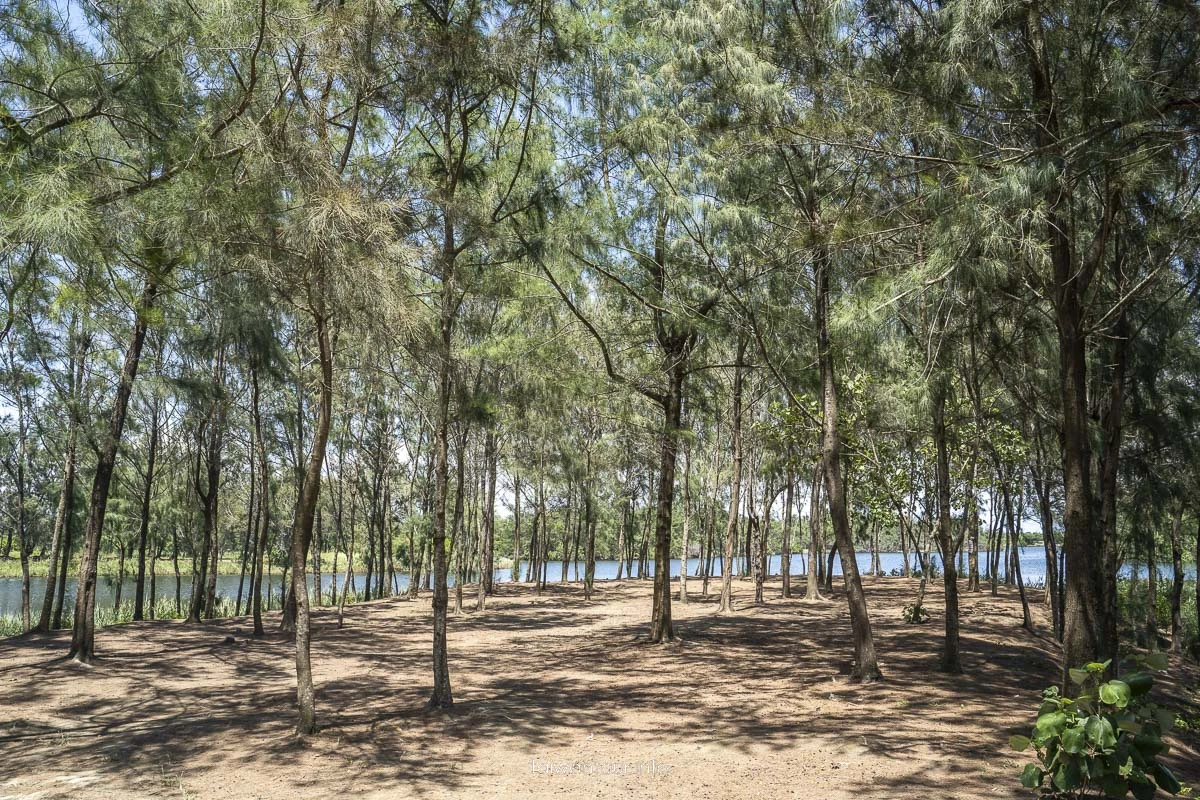 【椬梧滯洪池.口湖遊客中心】雲林小日月潭秘境親子景點 【椬梧滯洪池.口湖遊客中心】雲林小日月潭秘境親子景點