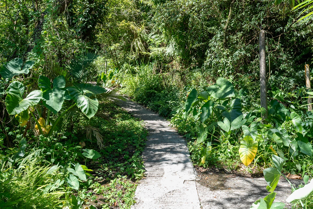 【草山觀瀑吊橋．北投猴崁古道】北投陽明山新秘境