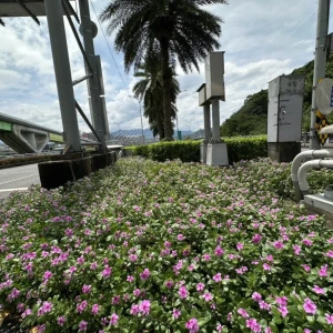抓住夏日的尾巴  不同視覺景觀的變化與豐富