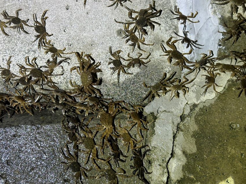 令人振奮生態喜訊！    毛蟹大軍一年三訪新店溪