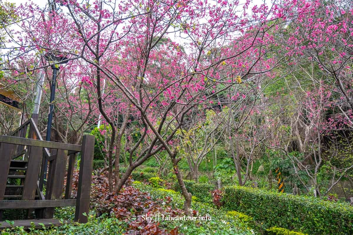 【水碓觀景公園】五股櫻花秘境百萬夜景觀景台.私房景點.公車