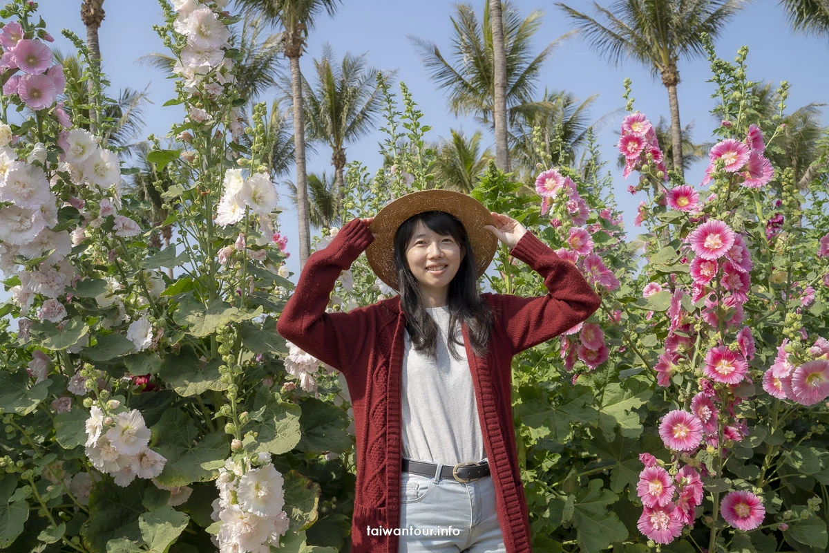 【2023學甲蜀葵花海】台南親子景點推薦.交通.地址