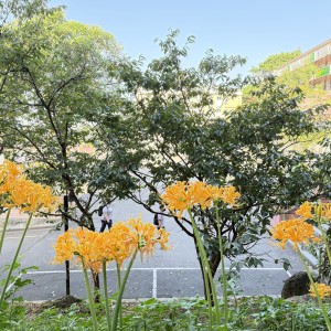 二信高中校慶前迎來金花石蒜綻放喜氣洋洋