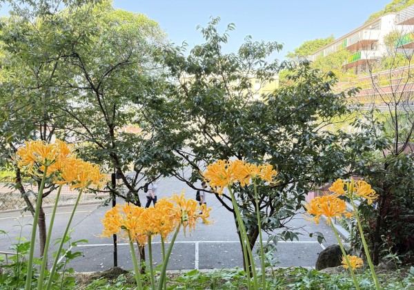 二信高中校慶前迎來金花石蒜綻放喜氣洋洋 二信高中校慶前迎來金花石蒜綻放喜氣洋洋
