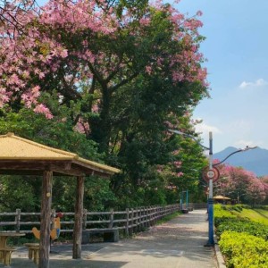 賞美人趁現在 初秋漫遊淡水、三峽享夢幻花海美景