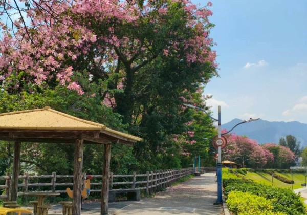 賞美人趁現在 初秋漫遊淡水、三峽享夢幻花海美景