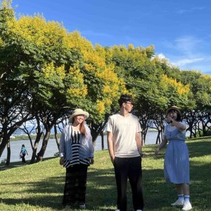 金黃臺灣欒樹渲染新北河濱 浪漫美景正盛放