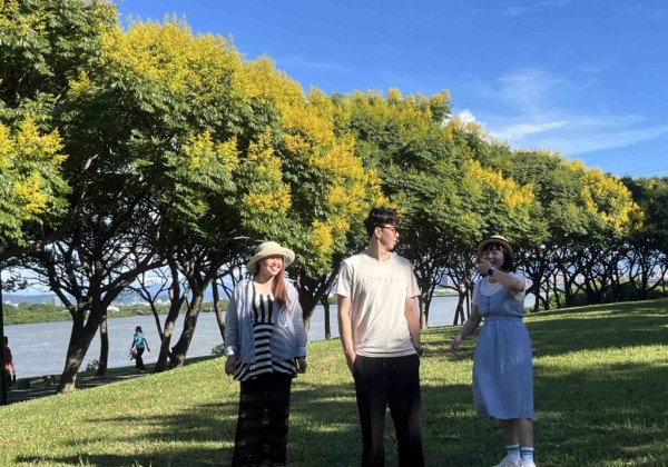 金黃臺灣欒樹渲染新北河濱 浪漫美景正盛放