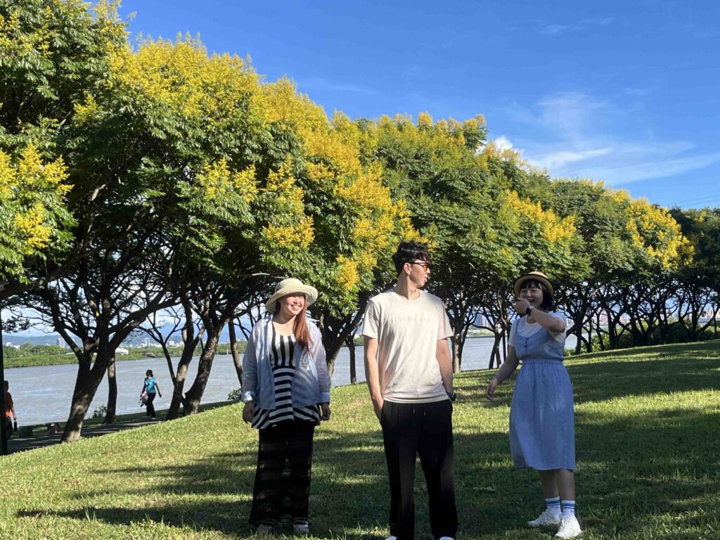 金黃臺灣欒樹渲染新北河濱 浪漫美景正盛放