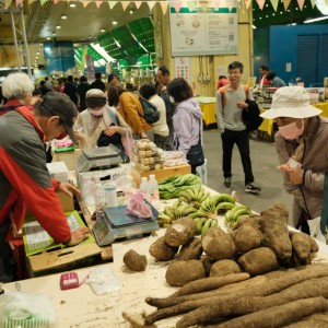 士林山藥小隊集結登場！黑白山藥對決、食農講堂一次看
