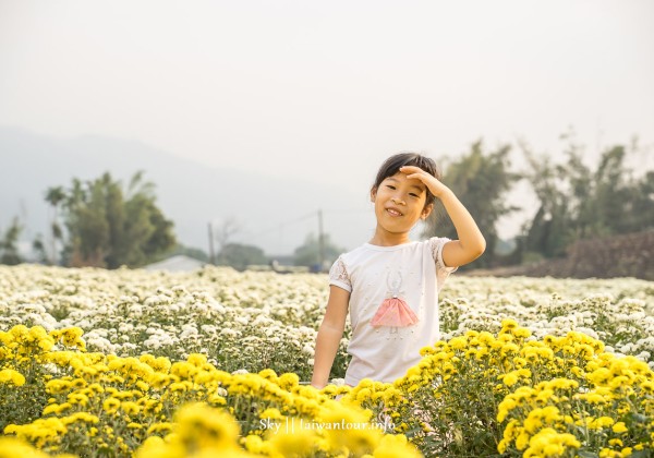【2025苗栗銅鑼杭菊芋頭節】花季地址.火車.公車一日遊