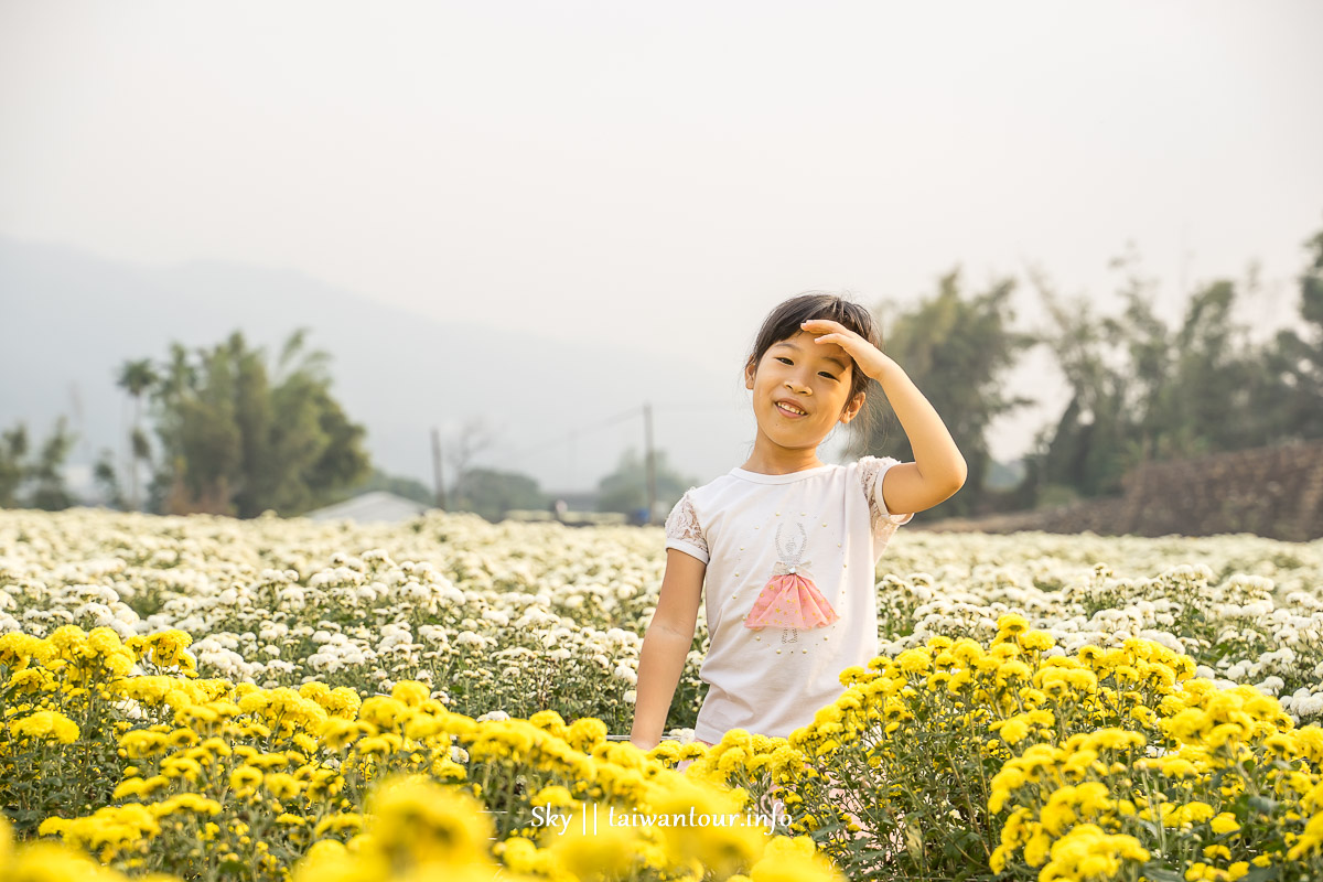 【2025苗栗銅鑼杭菊芋頭節】花季地址.火車.公車一日遊 【2025苗栗銅鑼杭菊芋頭節】花季地址.火車.公車一日遊