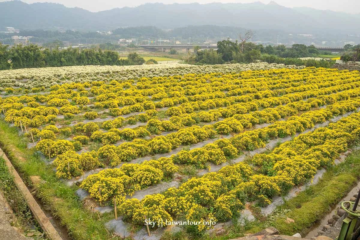 【2019苗栗銅鑼杭菊節】花季地址.火車.公車一日遊 【2019苗栗銅鑼杭菊節】花季地址.火車.公車一日遊