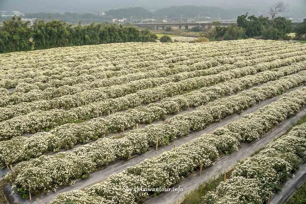 【2019苗栗銅鑼杭菊節】花季地址.火車.公車一日遊 【2019苗栗銅鑼杭菊節】花季地址.火車.公車一日遊