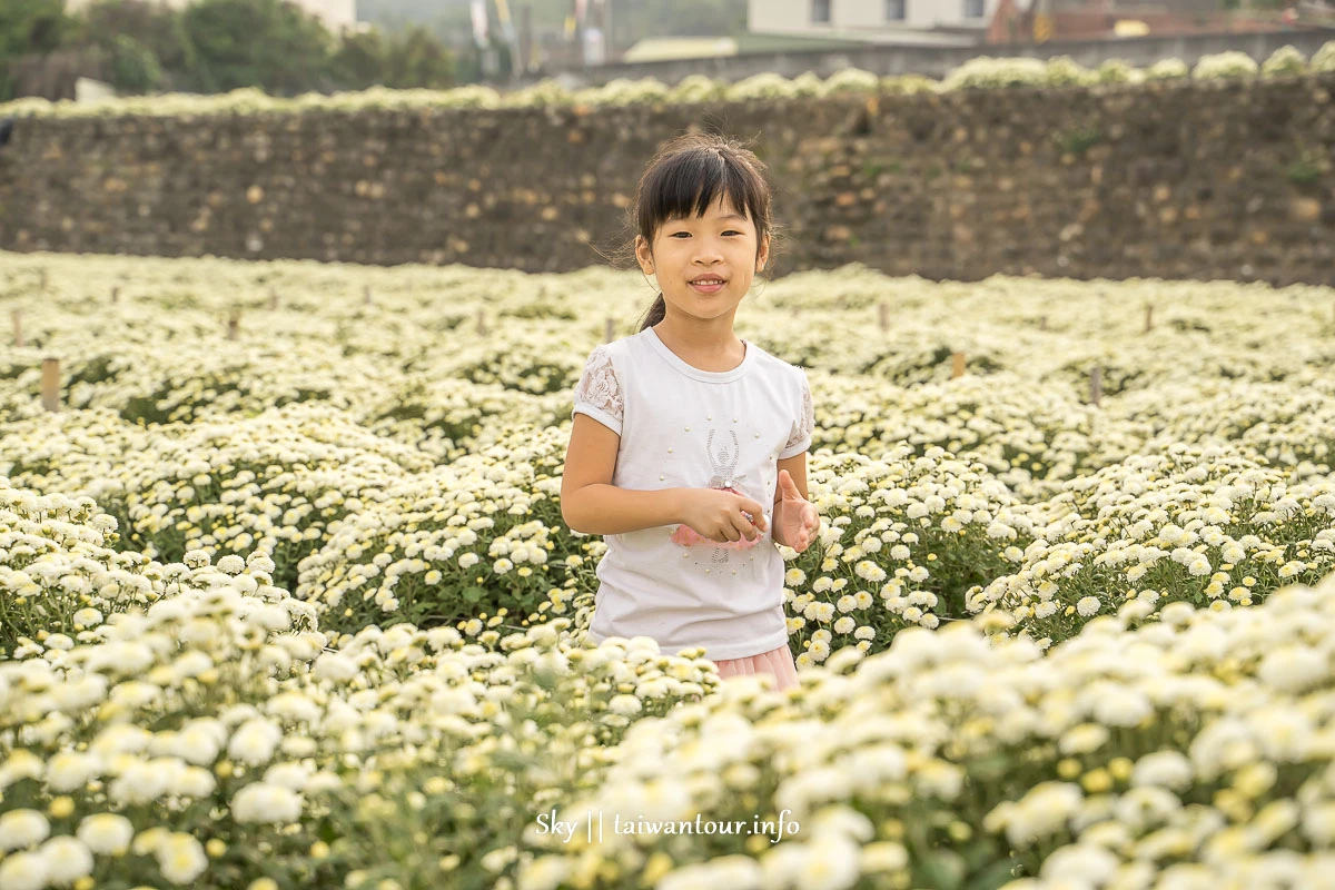 【2019苗栗銅鑼杭菊節】花季地址.火車.公車一日遊 【2019苗栗銅鑼杭菊節】花季地址.火車.公車一日遊