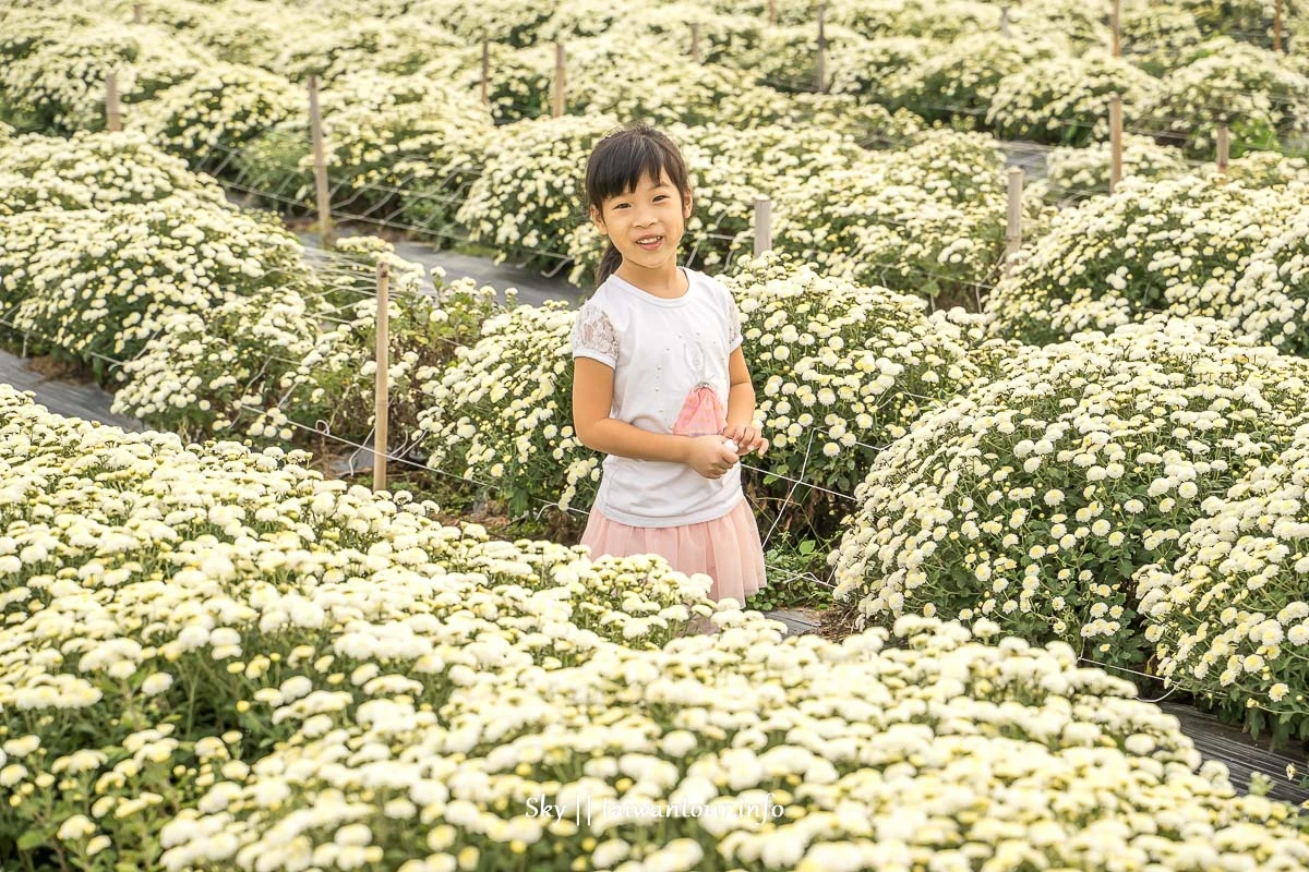 【2019苗栗銅鑼杭菊節】花季地址.火車.公車一日遊 【2019苗栗銅鑼杭菊節】花季地址.火車.公車一日遊